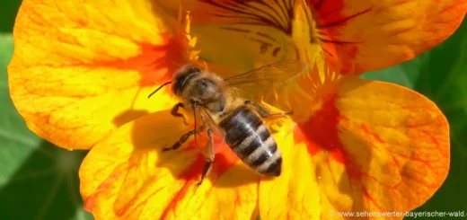 Natururlaub in Bayern Tiere Biene Blumen Pflanzenbilder & Naturfotos